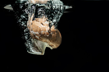 Pieczarka w wodzie © piotrszczepanek