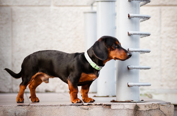 dachshund dog outdoors