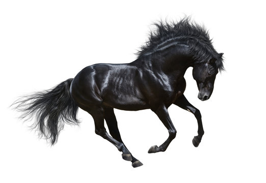 Fototapeta Black stallion in motion - isolated on white