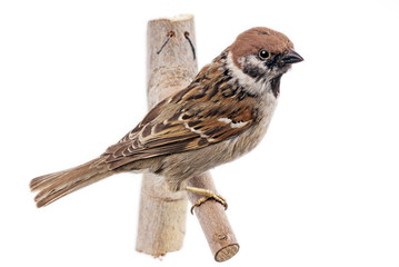 Feldsperling freigestellt