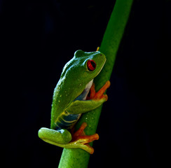 Rotaugenlaubfrosch Agalychnis callidryas