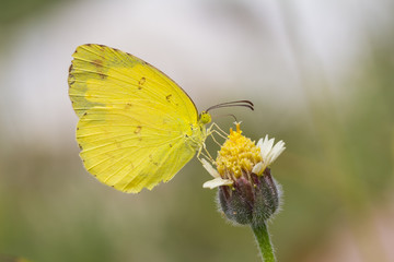 Small grass yellow butterfly