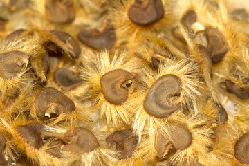 hibiscus seeds taken in winter