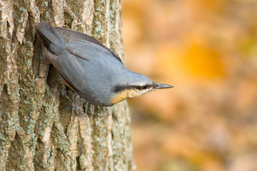 nuthatch (Sitta europaea) upside-down on a log
