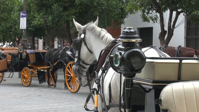 pferdekutschen in sevilla