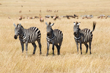 Fototapeta na wymiar Plains zebry zebry Plains (Equus Quagga) w Masai Mara, Kenia