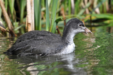Common Coot Juvenile
