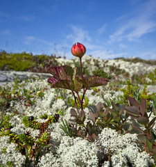 морошка,Rubus chamaemorus