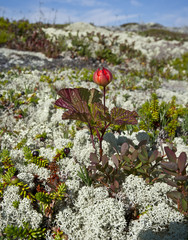 морошка,Rubus chamaemorus