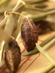 sun-dried olive fruit