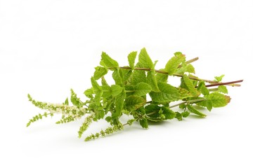 Bouquet of herbs