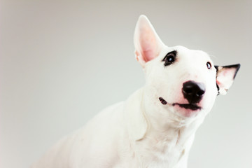 curious bull terrier