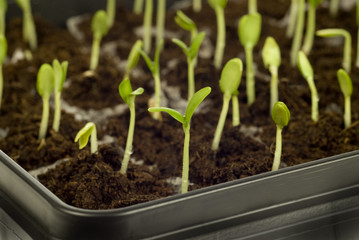 Time to Grow