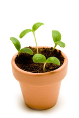 New seedlings in Small Pot