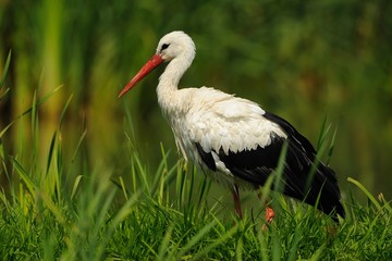 Cicogna Bianca