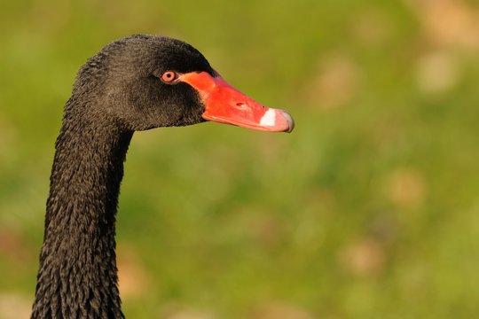 cigno nero