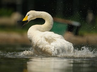 Cigno selvatico
