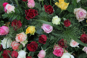 Multicolored roses
