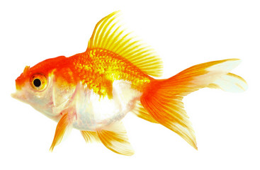 Gold fish. Isolation on the white