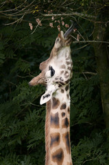 naschende Giraffe