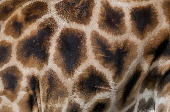 Giraffenfell