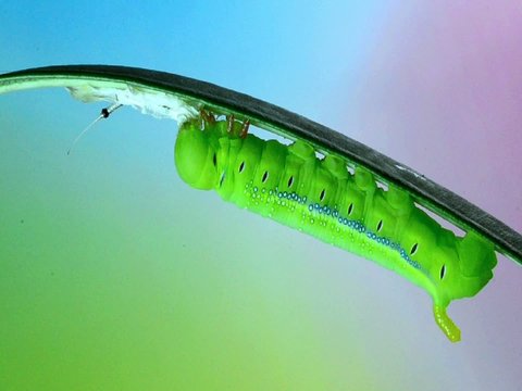 Caterpillar Oleander Hawk-moth eating skin after process molting
