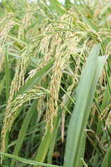 Obraz premium Jasmine Rice grains