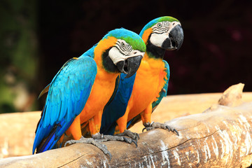 Couple blue-and-yellow macaws (Ara ararauna)
