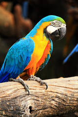 Blue-and-yellow macaw [Ara ararauna]