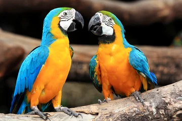 Photo sur Plexiglas Perroquet Couple aras bleu et jaune (Ara ararauna)