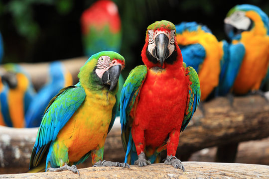 Couple Scarlet macaw and Blue-and-yellow macaw (Ara ararauna