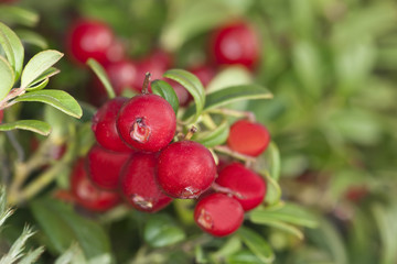Obraz premium Cowberries or lingonberries, vibrant photo