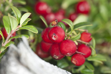 Cowberries or lingonberries, vibrant photo