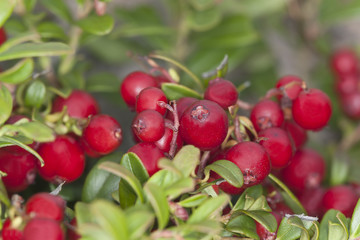 Cowberries or lingonberries, vibrant photo