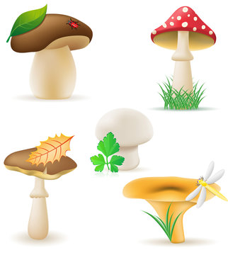 set icons mushrooms illustration