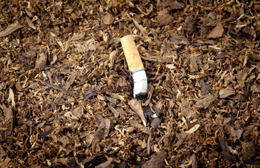 Tobacco Pile Cigarette