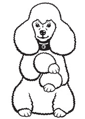 poodle black and white