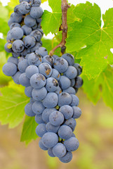 Grapes in a vineyard in Italy