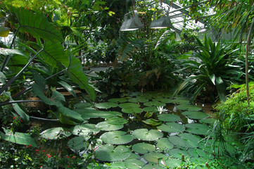 tropical greenhouse scenery