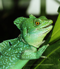 Close up of Green Basilisk Lizard