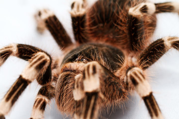 beautiful spider