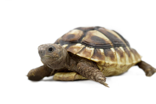Young turtle on a white background