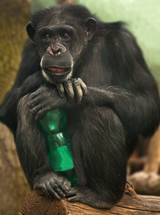 chimpanzee with a bottle