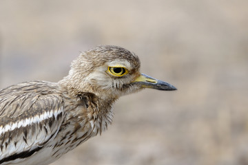 Portrait of a great Thick-knee.