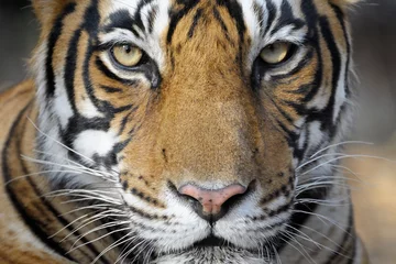 Papier Peint photo Lavable Tigre Portrait d& 39 un tigre du Bengale.