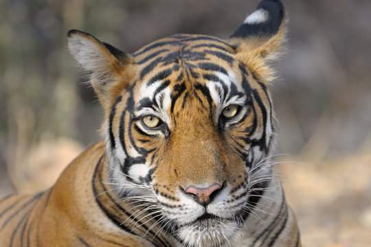 Portrait of a Bengal Tiger.