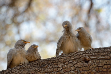 Young Babblers on a branch.
