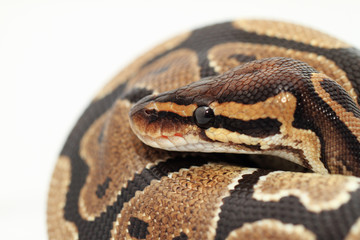 Ball Python close up