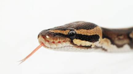 Ball Python close up