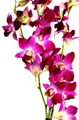 Fototapeta na wymiar violet orchids